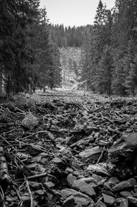 Trees in forest