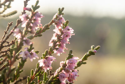 Close-up of pink cherry blossoms