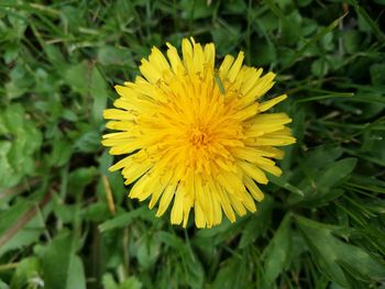 Close-up of yellow flower blooming in field