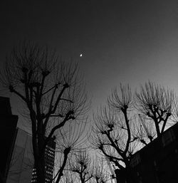 Low angle view of bare trees against sky