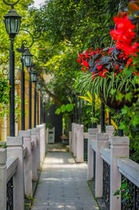 View of flowering plants by railing