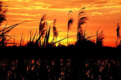 Silhouette plants against orange sky