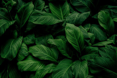 Full frame shot of green leaves