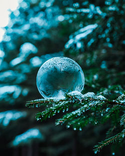 Close-up of shell on plant
