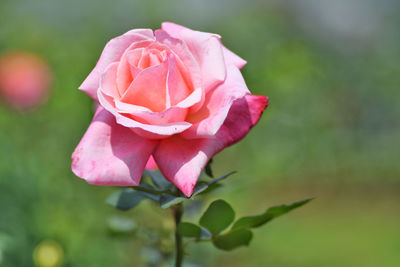 Wonderful pink rose