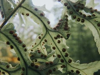 Close-up of succulent plant