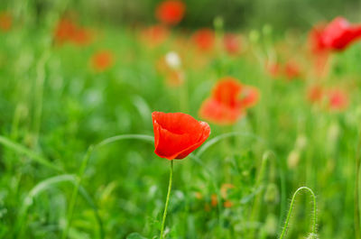 Close-up of red poppy flower on field