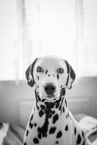 Close-up portrait of dog at home