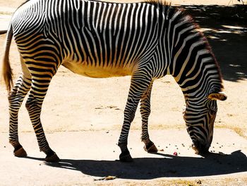 Zebra standing in a field