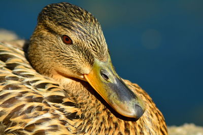 Close-up of duck