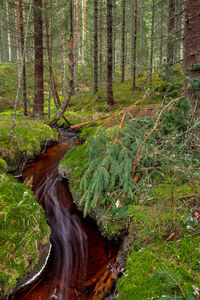 Stream amidst trees in forest