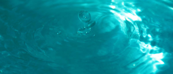 High angle view of jellyfish swimming in sea