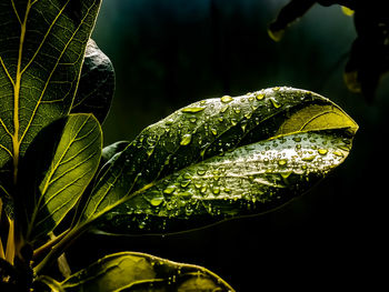 Close-up of raindrops on leaves