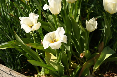 Close-up of white flowering plants