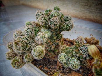 High angle view of succulent plant