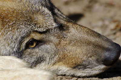 Close-up of horse