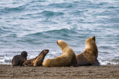 Close-up of seal on beach