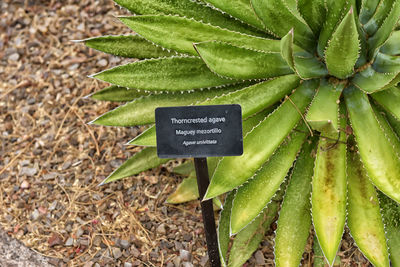 Close-up of succulent plant