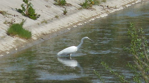 Birds in calm water