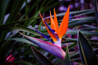 Close-up of purple flowering plant