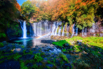 Scenic view of waterfall in forest