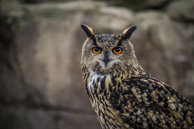 Close-up portrait of owl