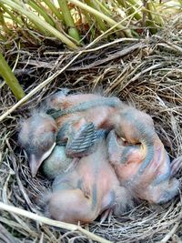 High angle view of young bird in nest