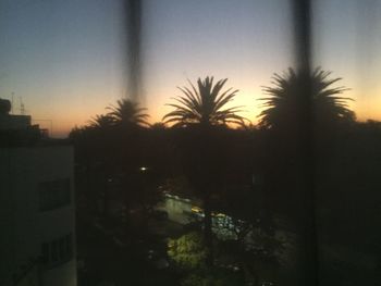 Palm trees at sunset