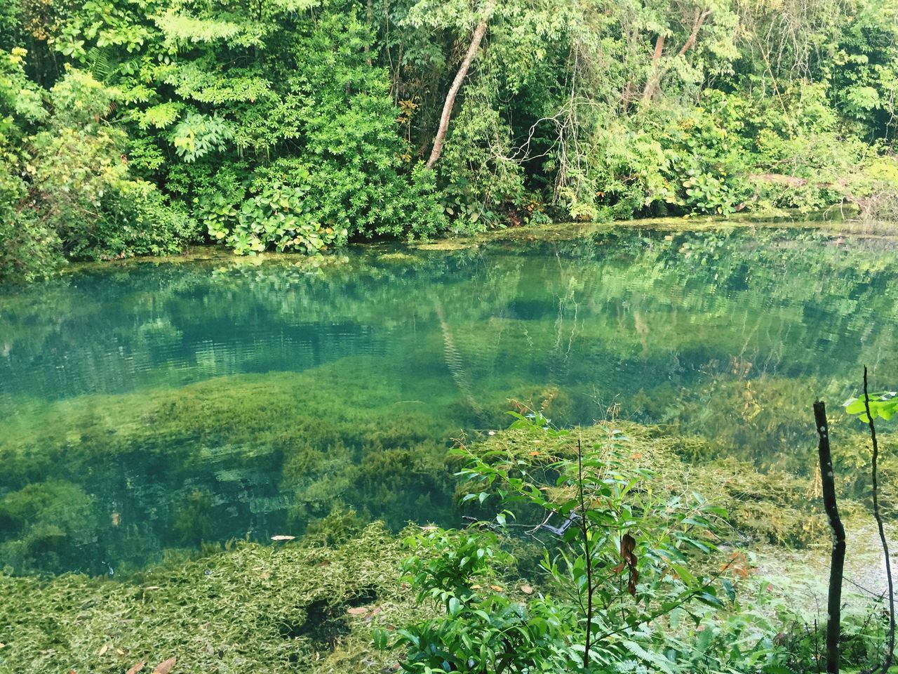 water, tree, tranquility, tranquil scene, reflection, lake, beauty in nature, nature, growth, green color, scenics, forest, plant, river, idyllic, grass, lush foliage, non-urban scene, day, outdoors