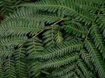 Full frame shot of fern leaves