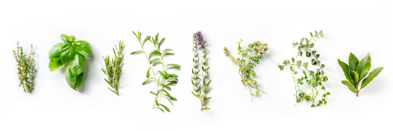 Close-up of plants against white background