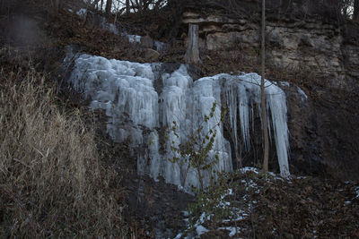 Icicles on rock in forest