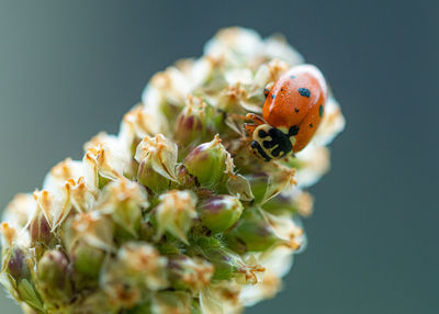 Close-up of insect on flower