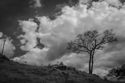 Low angle view of bare trees on field against sky