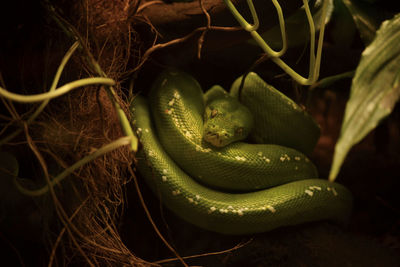 Close-up of snake