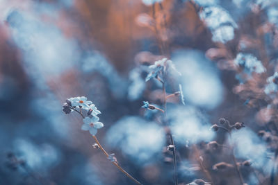 Close-up of flowering plant against blurred background