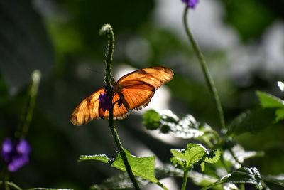 Close-up of butterfly pollinating on flower