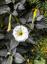 Close-up of white flowers blooming outdoors