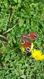 Close-up of butterfly on flower