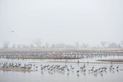 View of birds in lake against clear sky