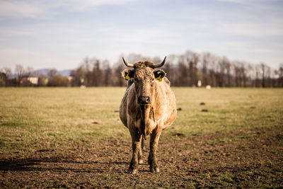 Portrait of horse on field