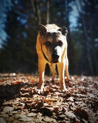 Portrait of dog standing in forest