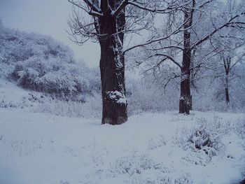 Bare trees on snow covered landscape