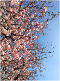 Low angle view of tree against sky