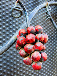 High angle view of cherries on metal fence