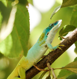 Multicolored lizard in a tree