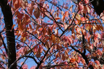 Low angle view of autumnal tree