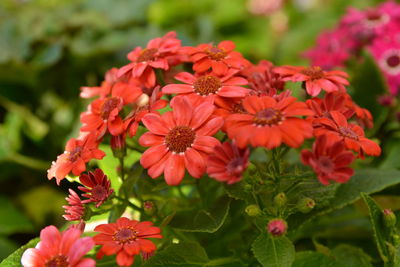 Close-up of red flowers blooming outdoors