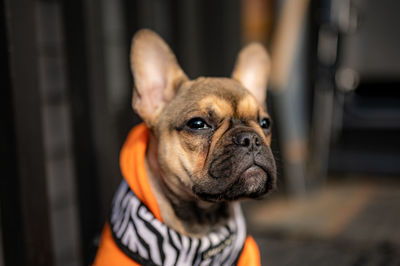 Portrait of dog looking away