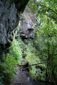 Rocks in forest